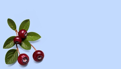 Scarlet berries meet pastel blue—a crisp Nordic contrast.