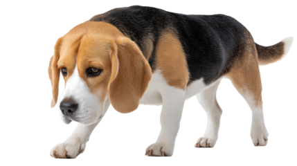 Beagle dog isolated transparent background walking with focused expression transparent background