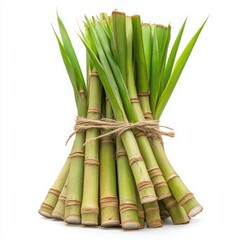 Obraz premium Freshly Harvested Bamboo Stalks Tied with Twine Displayed on White Background for Natural and Organic Concepts