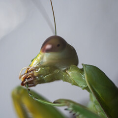 Macrophotograph of the mantis's head with a focus on the mouth apparatus is of the gnawing type...