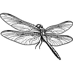 Detailed Dragonfly Illustration in Rustic Woodcut Style. Vintage Engraving of an Insect. Black and White Nature Line Art.