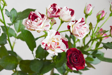 Obraz premium スプレーばら