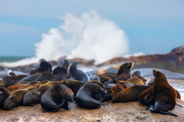 Seal colony among powerful waves - The seal colony at Cape Cross, on the atlantic coast, Duiker Island or Seal Island near Hout Bay Cape fur - South Africa