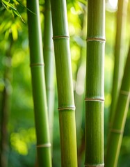 Obraz premium Close-up of vibrant green bamboo stalks (7)