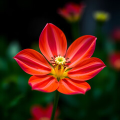 Fototapeta premium close up of a pink and orange flower