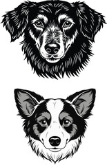 Fototapeta premium An adorable black and white Border Collie puppy sits, looking cute 