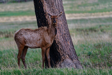 731-52 Mule Deer by Tree