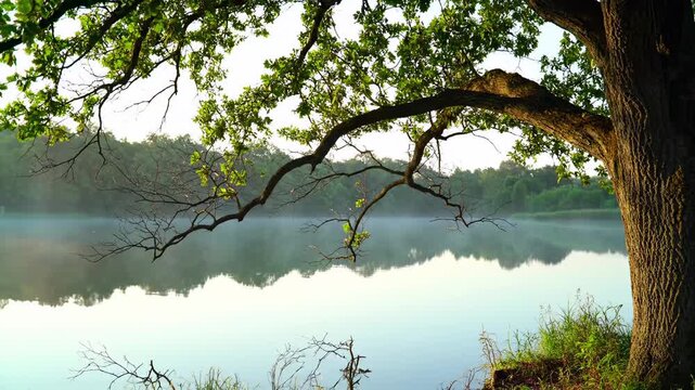 Misty lake with oak tree