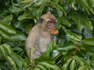 Mauritius macaque monkey endangered endemic species eating leaf