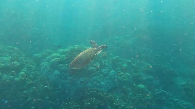 Underwater view of Hawksbill sea turtle swimming up to surface of ocean for air and diving deep to coral reef in Amed, Bali Indonesia
