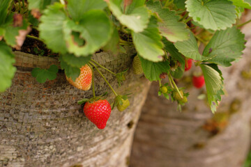 Fresh, red, ripe strawberries growing in the garden, ready to be harvested. Selective focus. Fresh...