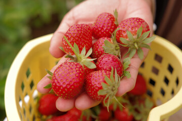 Harvesting strawberries. A woman farmer pours a handful of ripe strawberries into a basket,...