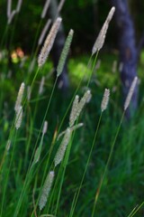 Tall wild grass with seed heads in forest clearing 
