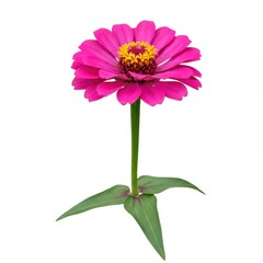 Pink zinnia isolated on white background for botanical illustration and floral design