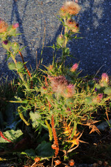 milk thistle, blessed milkthistle, Marian thistle, Mary thistle, Saint Mary's thistle, Mediterranean milk thistle, variegated thistle, or Scotch thistle (Silybum marianum)