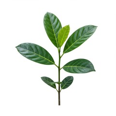 Fototapeta premium Jackfruit plant isolated on white background for botanical illustration and educational use.