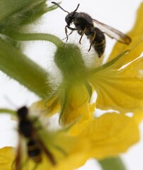 An insect on a plant.