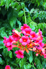 trumpet vine, yellow trumpet vine, trumpet creeper, cow-itch vine, or hummingbird vine (Campsis radicans)