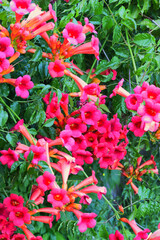 trumpet vine, yellow trumpet vine, trumpet creeper, cow-itch vine, or hummingbird vine (Campsis radicans)