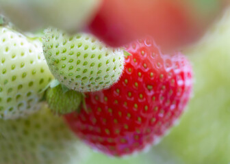 Green and red strawberries.