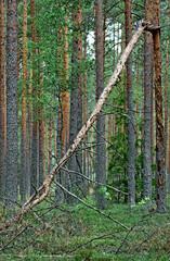 There is a pine forest.