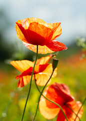 Poppies growing in the field.