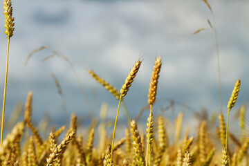Wheat in the field.