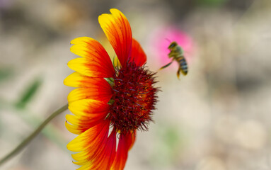 Multicolored flowers in the yard.