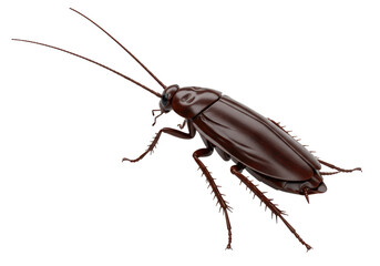 Isolated Brown Cockroach with Long Antennae