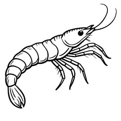 Detailed line drawing of a shrimp in profile showing its segmented body legs and antennae