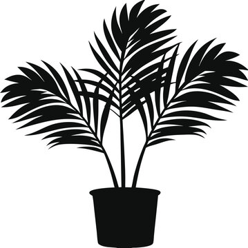 Minimal line art of areca palm in thin black outline style elegant tropical vector, Areca palm line art, Minimal areca palm drawing, Thin outline palm tree vector

