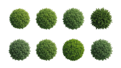 Ornamental shrubs topiary garden plants in diverse green tones on isolated transparent stage