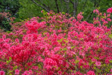 ひっそりと咲く満開の真っ赤なツツジの花