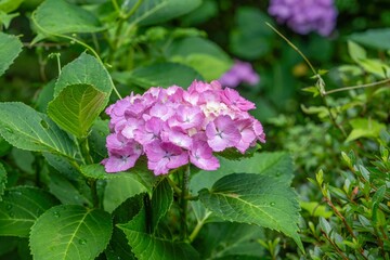 ひっそりと咲く満開のピンクのアジサイ
