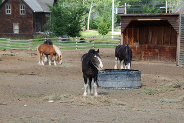 horses in a farm, Fort Edmonton Park, Edmonton, Alberta