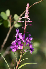 Light on fireweed at Jan Lake in Alaska