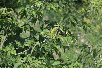 Yellow Bird In The Tree