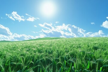 Expansive green wheat field under a clear blue sky with fluffy clouds, green wheat field against beautiful sky
