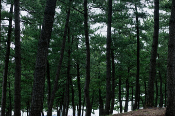 Tree - Jumunjin, Gangwon-do, South Korea (2)