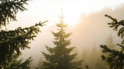sunset in the forest