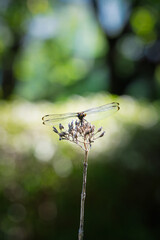 トンボ © 豊 井上