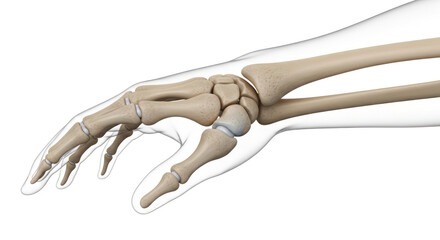 Hand Bones Illustration