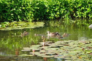 カルガモの親子が泳ぐ初夏の風景