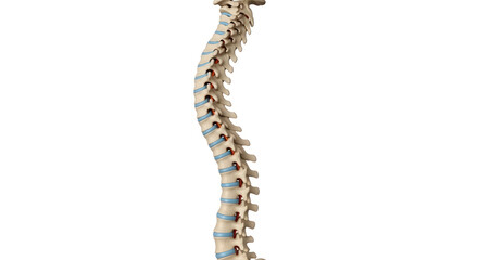 Obraz premium Human Spine Illustration