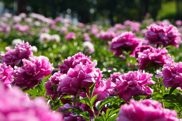 華やかな八重咲きのシャクヤク