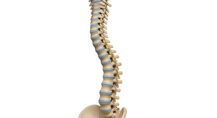 Spinal column illustration