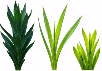 Obraz premium Green Foliage Collection