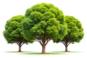 Three lush green trees with full, rounded canopies stand tall on a bright white background, symbolizing nature and growth