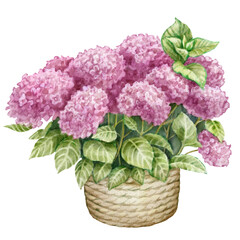 Watercolor illustration of Bouquet of Hydrangea flowers. Lush pink flowers in a basket. For flower shops, printing on postcards, greeting cards, business cards, etc.