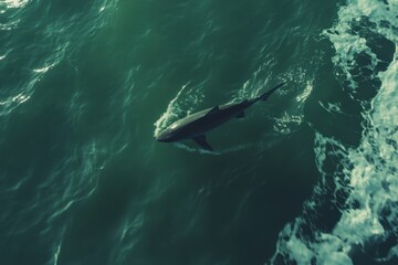 Obraz premium Lone shark swimming past the clear ocean waves on a sunny day, A close-up view of a lone shark swimming past the camera as viewed from underneath